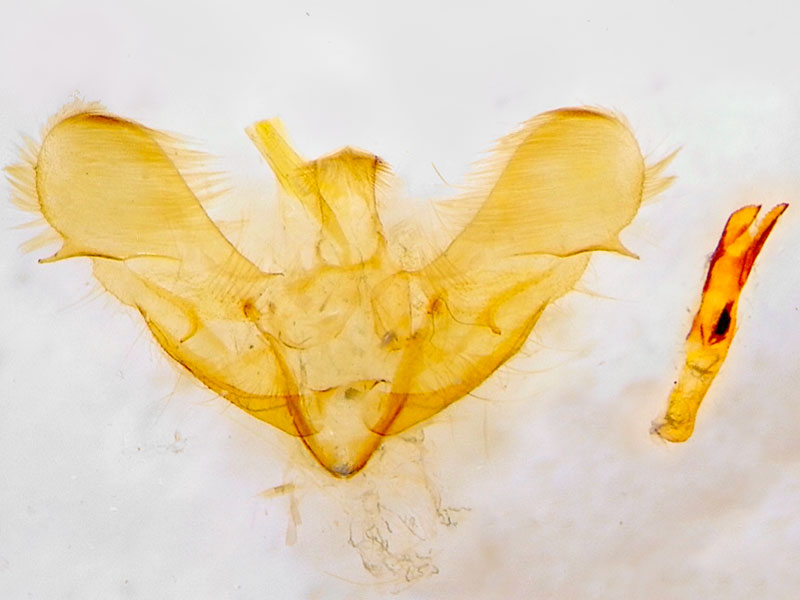 Anania fuscalis