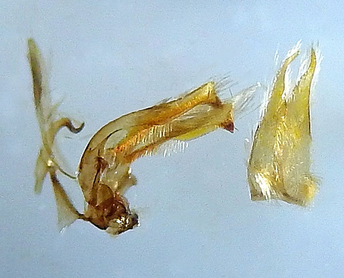 Capperia evansi