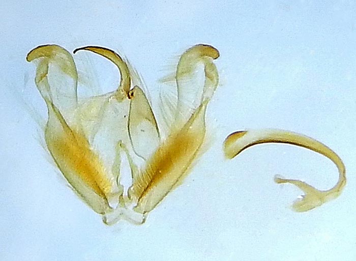 Paraplatyptilia carolina