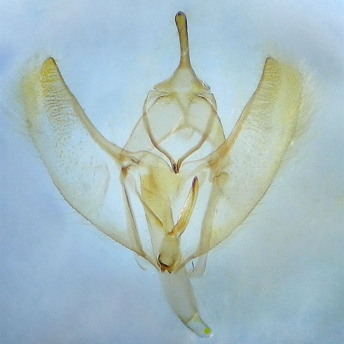 Destutia flumenata