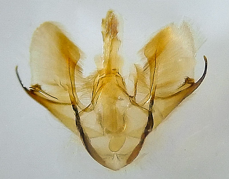 Nomenia nr. duodecemlineata