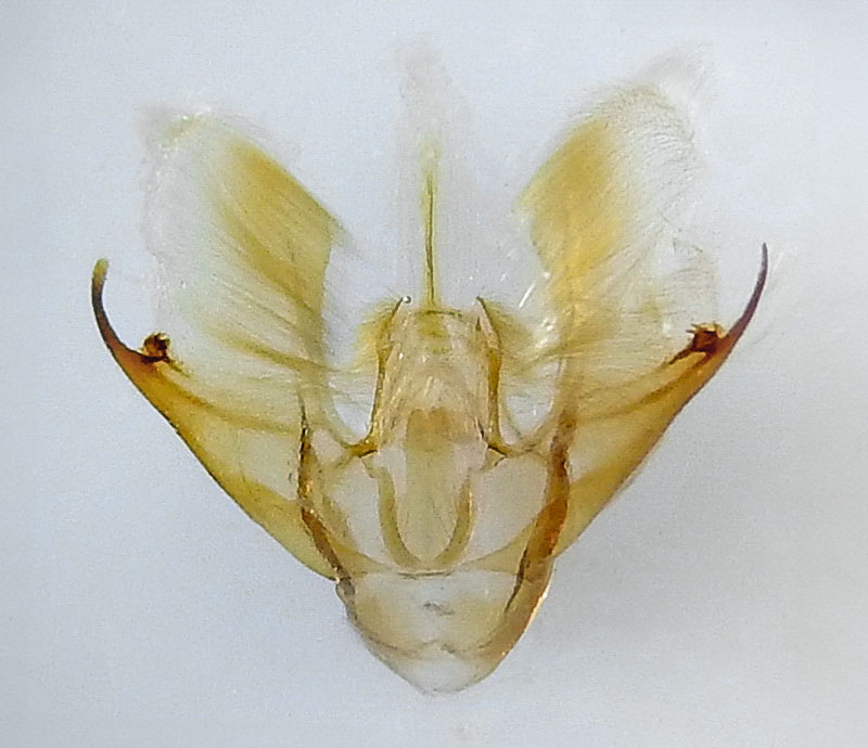 Nomenia nr. duodecemlineata