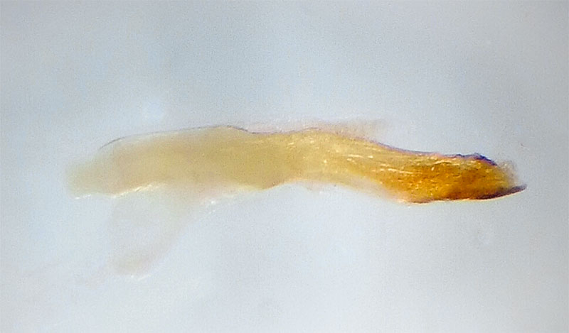 Nomenia nr. duodecemlineata