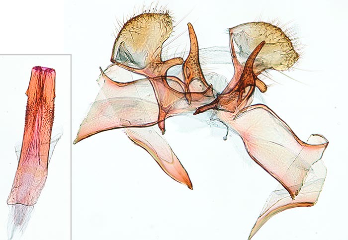 Scardiella approximatella