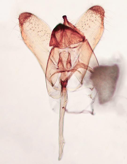 Tinea apicimaculella