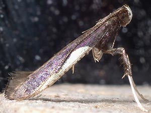 Caloptilia belfragella