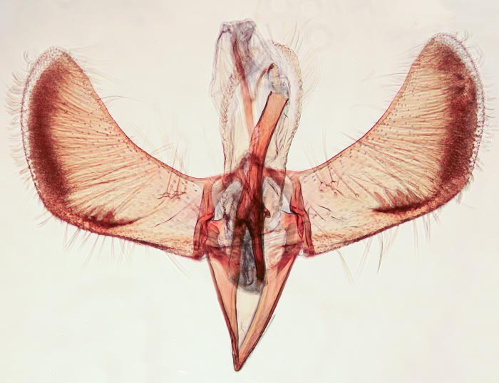 Caloptilia belfragella