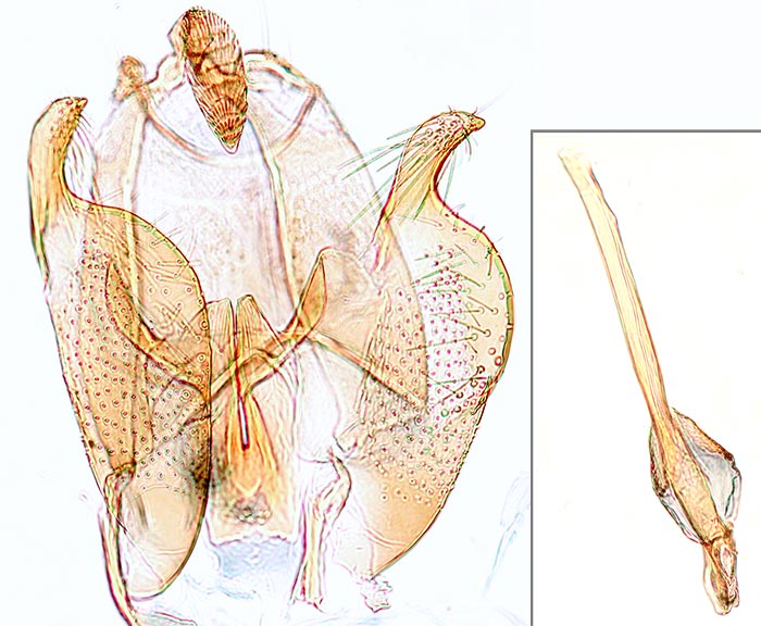 Perittia herrichiella