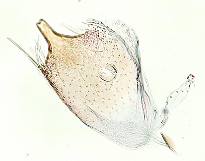 Teladoma helianthi