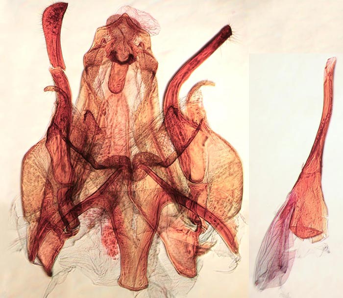 Gnorimoschema gallaeasterella