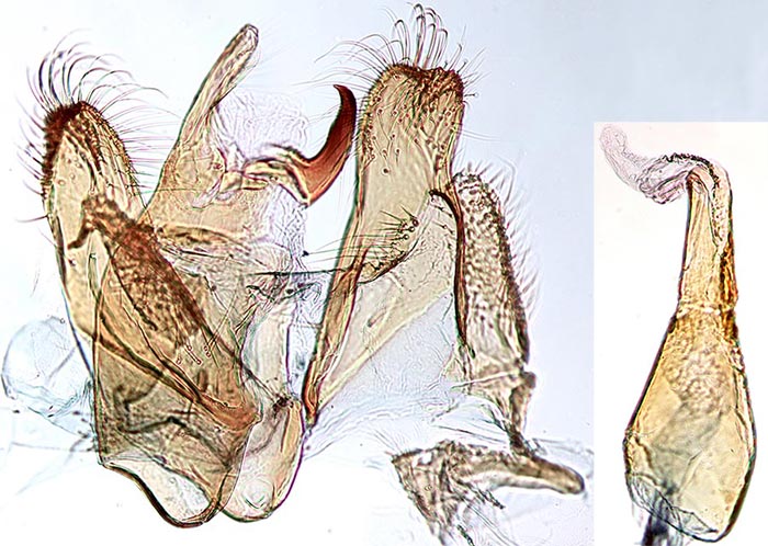 Ptycerata busckella