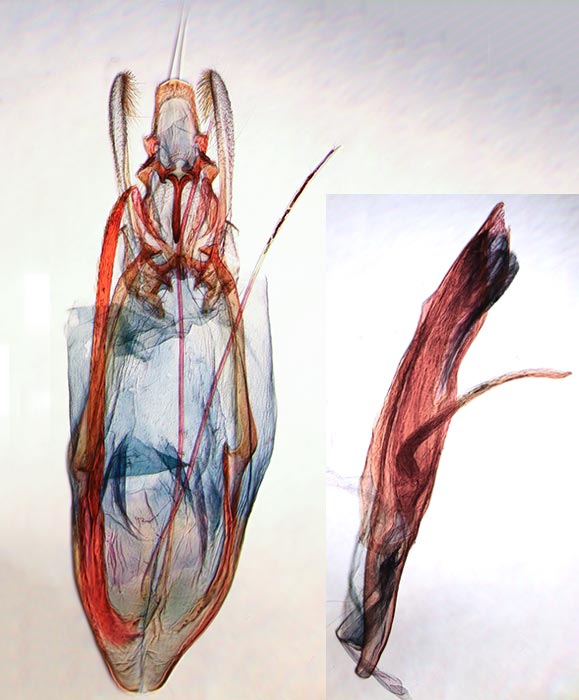 Dichomeris ligulella