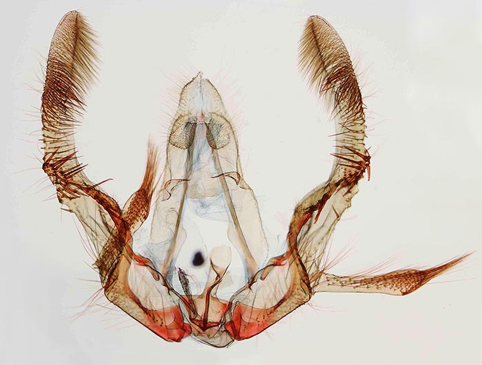 Olethreutes connectum