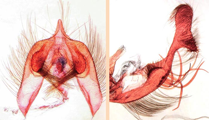 Proteoteras naracana