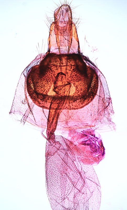 Cochylichroa hospes