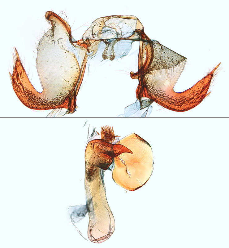 Cochylichroa hospes