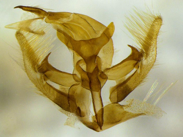 Parapediasia teterrellus