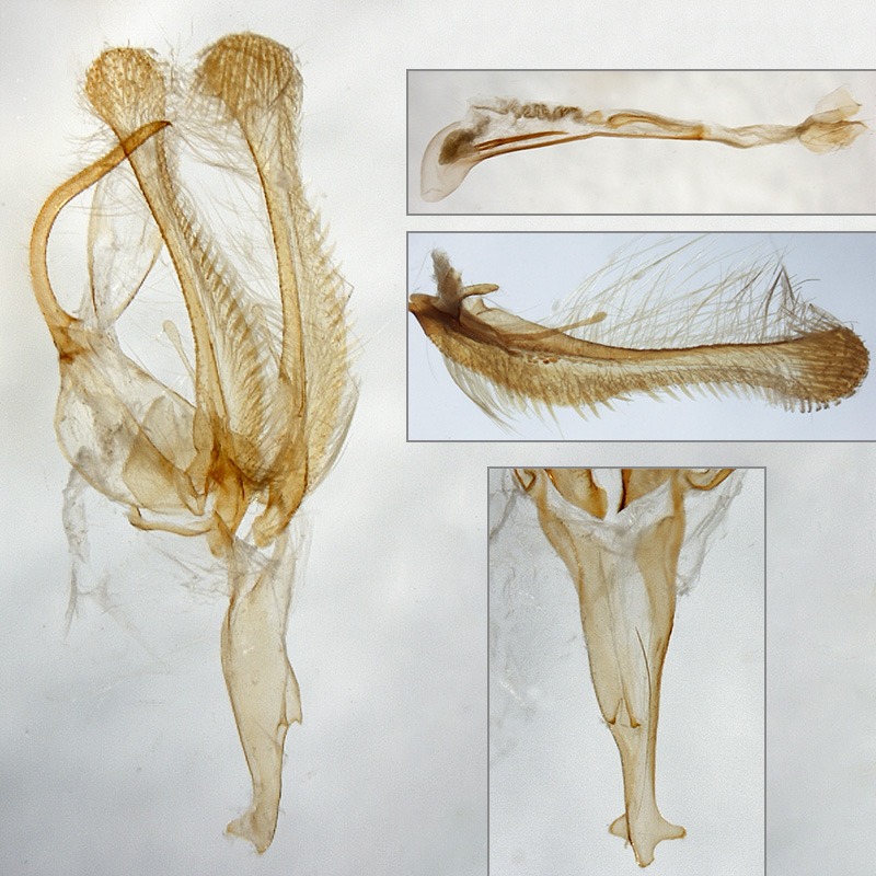 Ctenoplusia oxygramma