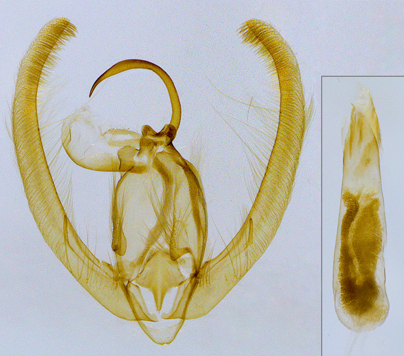 Condica mobilis