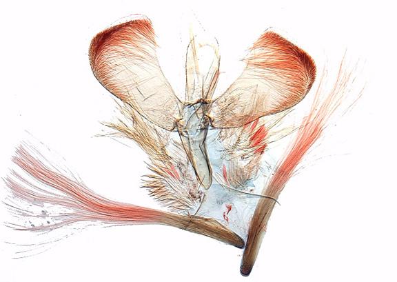 Caloptilia superbifrontella