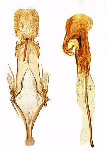 Chionodes bicostomaculella