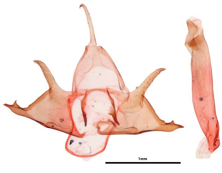 Cisthene unifascia