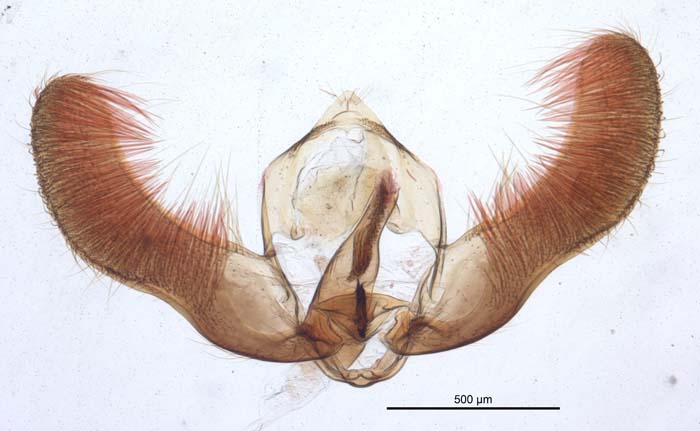 Pammene fasciana