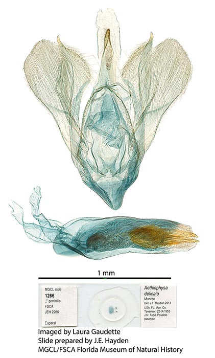 Aethiophysa delicata