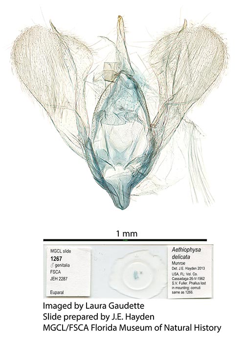 Aethiophysa delicata