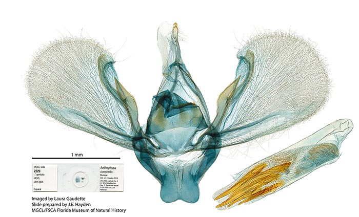 Aethiophysa consimilis