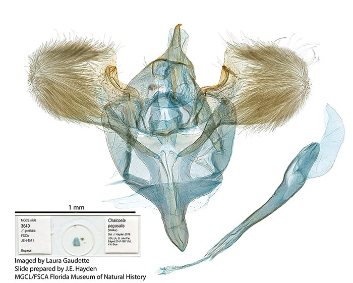 Chalcoela pegasalis