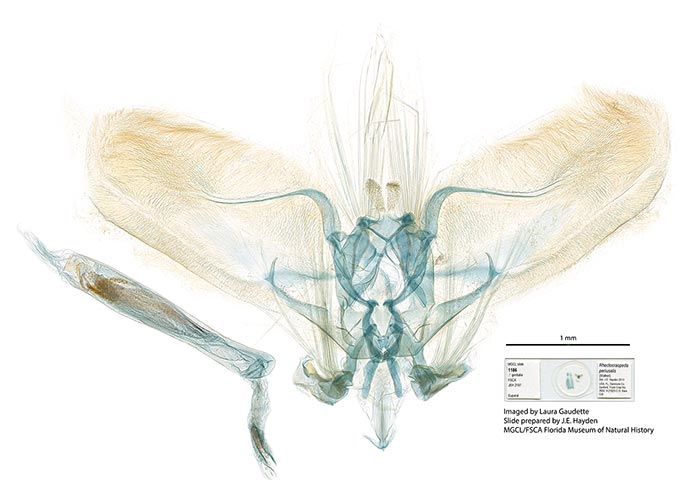 Rhectocraspeda periusalis