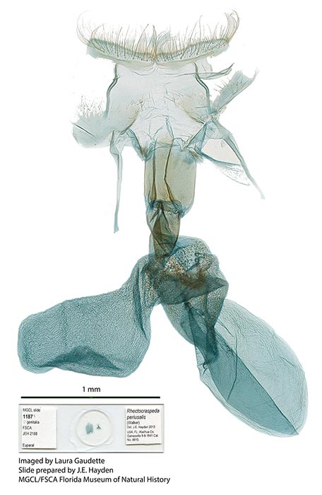 Rhectocraspeda periusalis