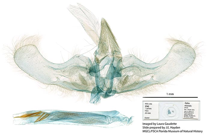 Salbia mizaralis