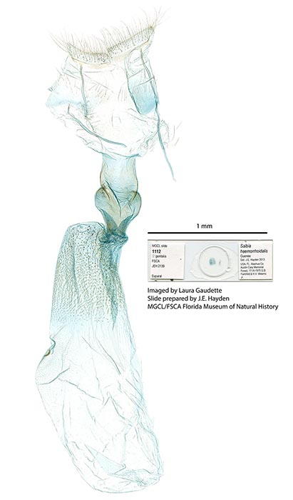 Orphanostigma haemorrhoidalis