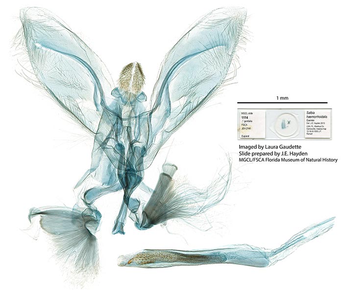 Orphanostigma haemorrhoidalis