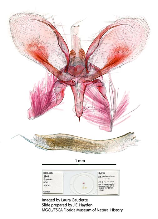 Salbia melanobathrum