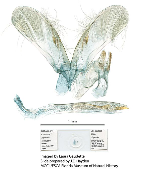 Marasmia cochrusalis