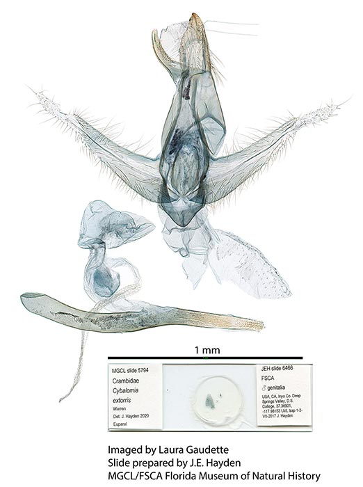 Aethiophysa extorris