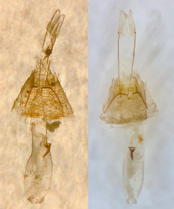 Scrobipalpa acuminatella