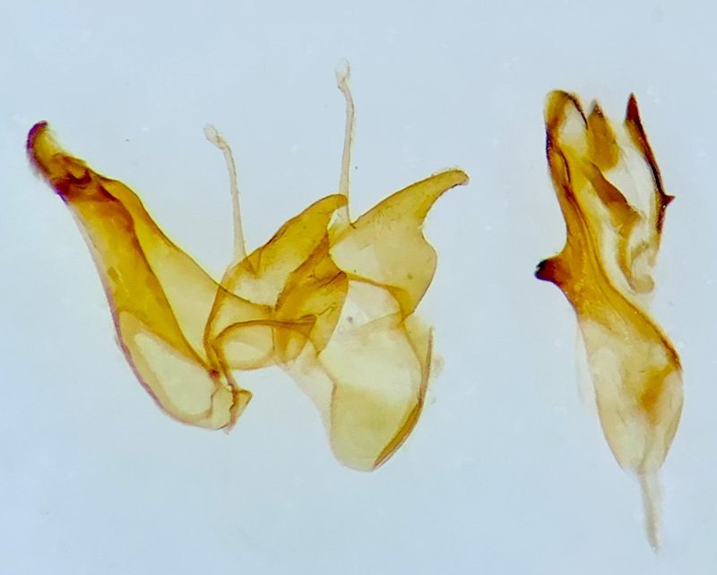 Filatima pseudacaciella