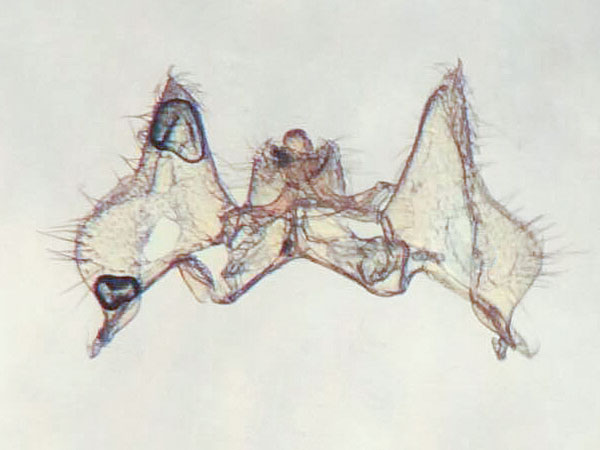 Aethes olibra