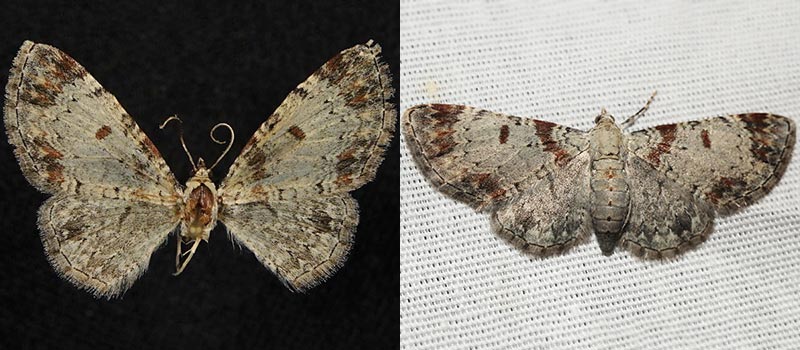 Eupithecia helena