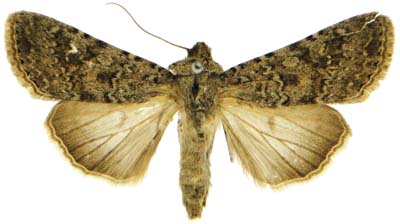 Copitarsia decolora