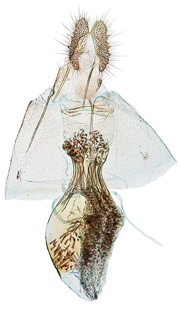 Eupoecilia ambiguella