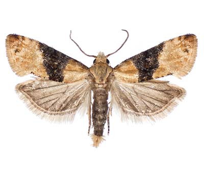 Eupoecilia ambiguella