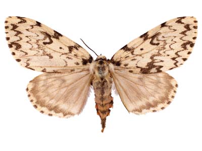 Lymantria monacha