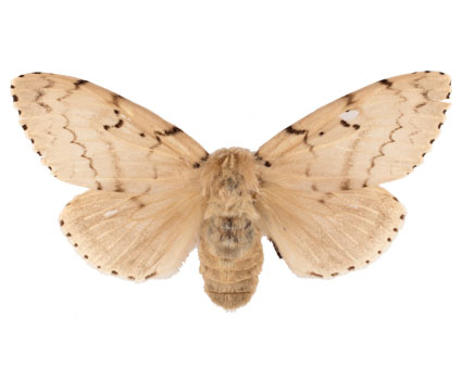 Lymantria umbrosa