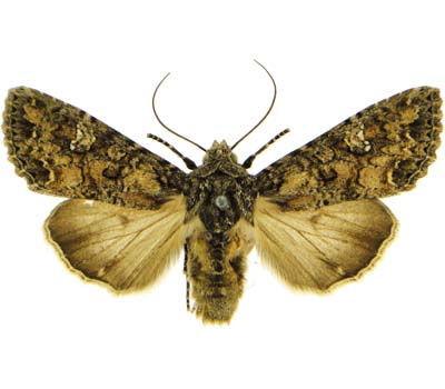 Mamestra brassicae