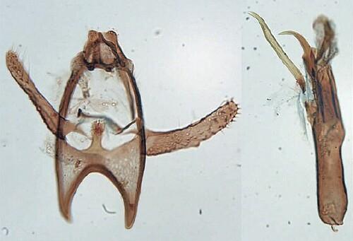 Acalyptris thoracealbella